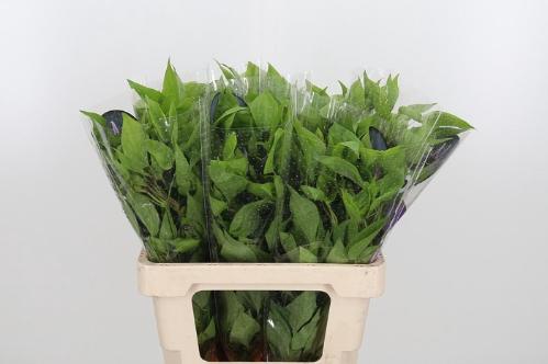 Clematis Amazing Havana