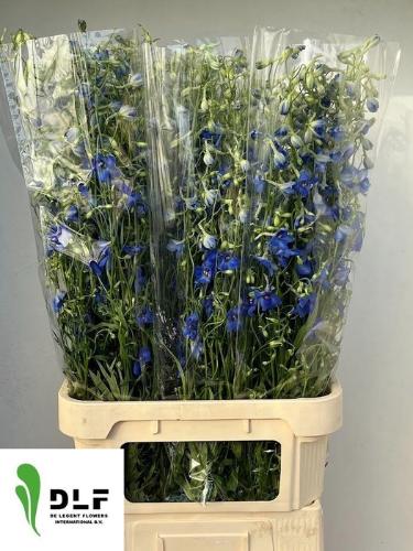 Delphinium Belladonna Grp enkelbloemig 'Volkerfrieden'