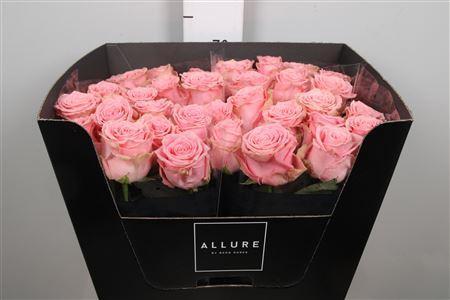 Rosa grootbloemig Sophia Loren