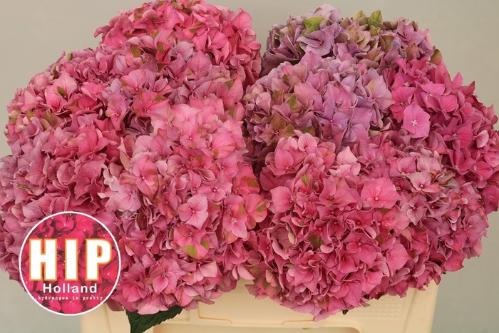 Hydrangea macrophylla 'Rodeo' (rood)