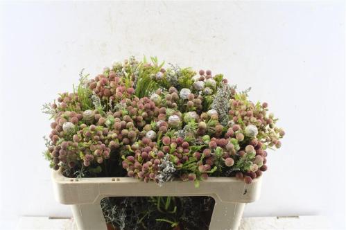 Kaaps groen gemengd in bos