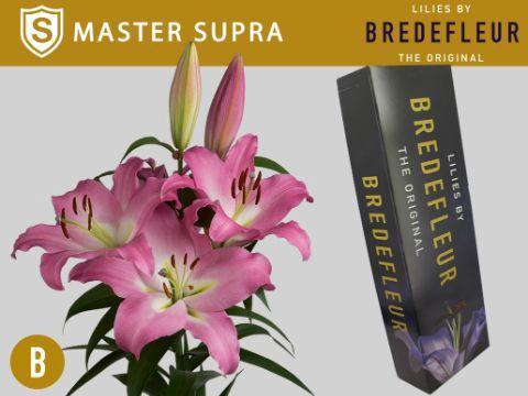 Lilium Oriental x Trumpet Grp Master