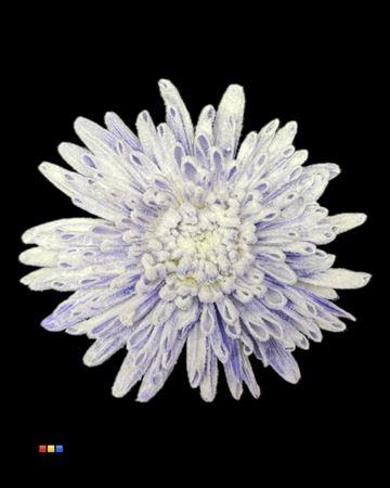 Chrysanthemum geplozen kas kleurbehandeld H%