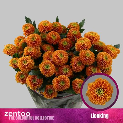 Chrysanthemum (Indicum Grp) tros Lionking