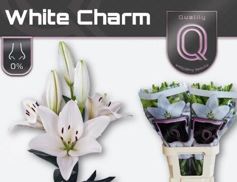 Lilium (LA-hybrids Grp) 'White Charm'