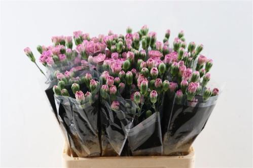 Dianthus tros overig