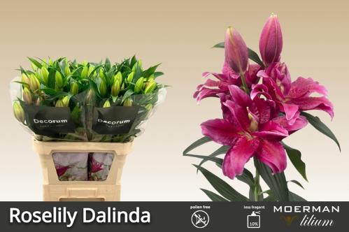 Lilium (Oriental Grp) dubbel Roselily Dalinda