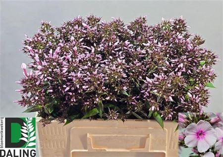 Phlox Paniculata Grp 'Bright Eyes'