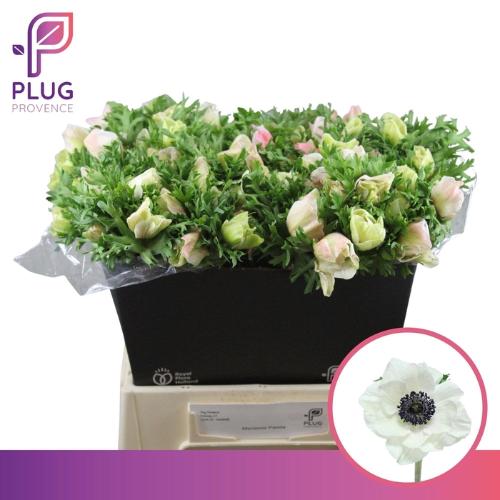 Anemone coronaria 'Marianne Panda'