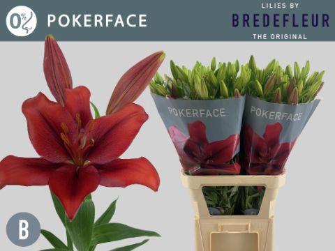 Lilium (La-Hybrids Grp) 'Pokerface'