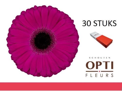 Gerbera grootbloemig 'Aladin'