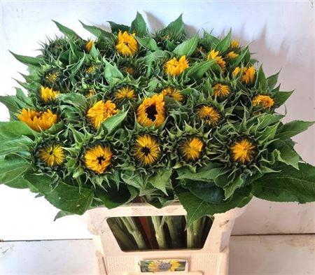 Helianthus annuus 'Sunrich Orange'