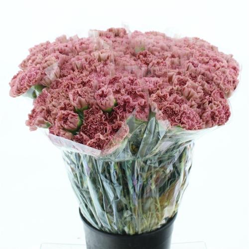 Dianthus standaard 'Lege'