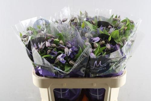 Clematis Amazing Geneva