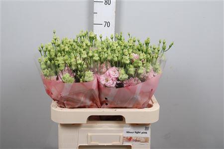 Eustoma russellianum gevuldbloemig 'Alissa Light Pink'