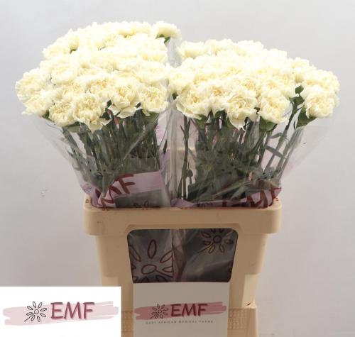 Dianthus standaard 'White Liberty'