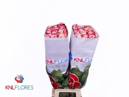 Rosa grootbloemig Sweetnesse