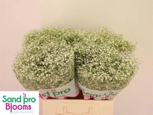 Gypsophila paniculata Xlence