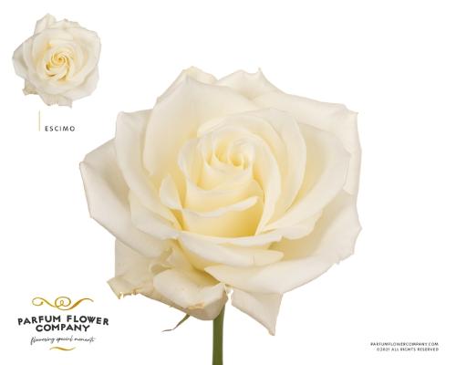 Rosa kleinbloemig Escimo