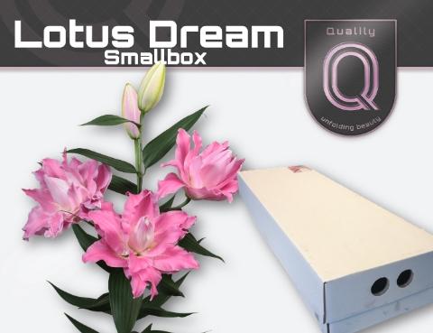 Lilium (Oriental Grp) dubbel 'Lotus Dream'