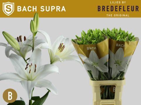 Lilium Longiflorum x Aziatische Grp 'Bach'