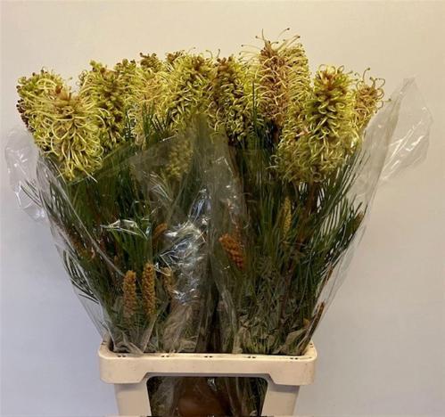 Grevillea 'Spiderman'