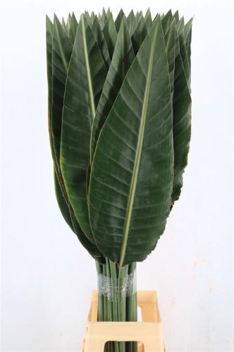 Strelitzia reginae (blad)