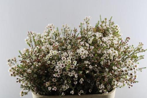 Chamelaucium micranthum 'Tal'