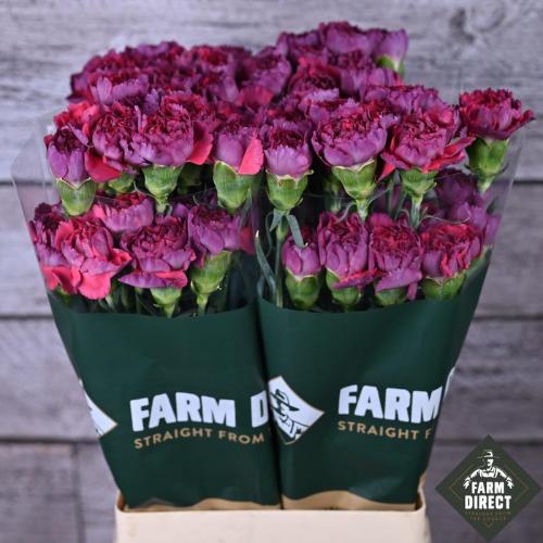 Dianthus standaard overig