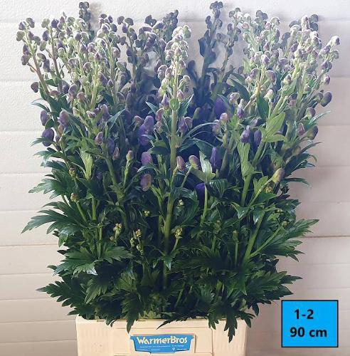 Aconitum carmichaelii 'Arendsii'