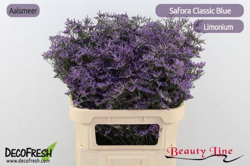 Limonium Safora Classic Blue
