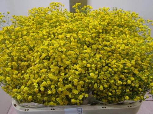 Gypsophila overig kleurbehandeld H%