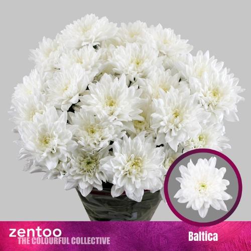 Chrysanthemum Indicum Grp tros kas Baltica