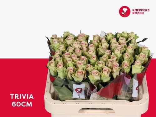 Rosa grootbloemig Trivia