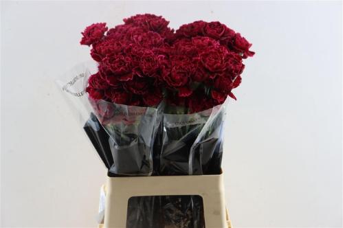 Dianthus standaard overig