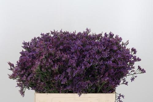 Limonium Piuma Dark Blue