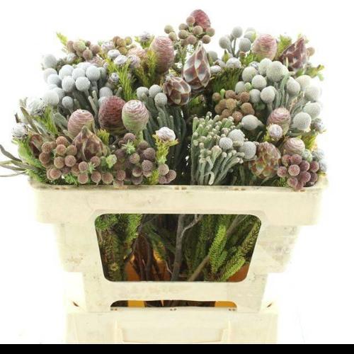 Kaaps groen gemengd in bos