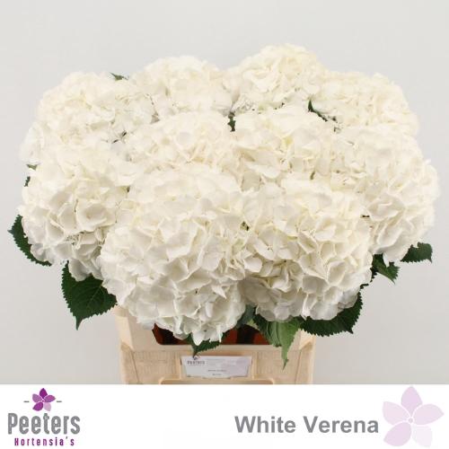 Hydrangea macrophylla Noordpool