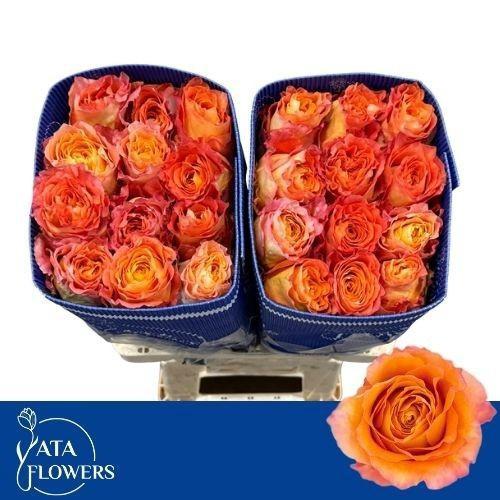 Rosa grootbloemig Free Spirit