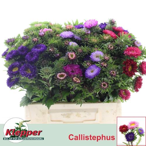 Callistephus chinensis per bos overig