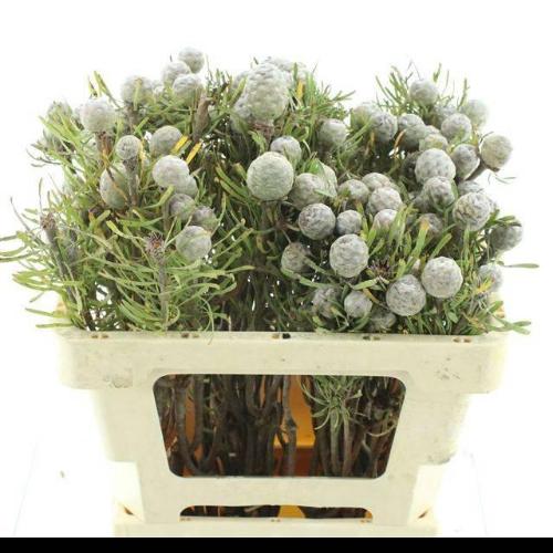 Leucadendron galpinii