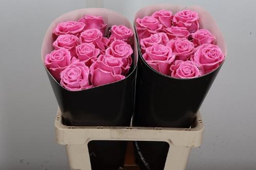 Rosa grootbloemig gewaxt H%