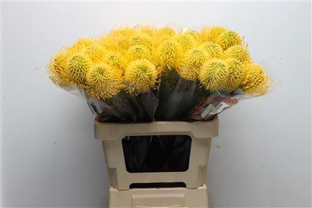 Leucospermum nutans 'High Gold'
