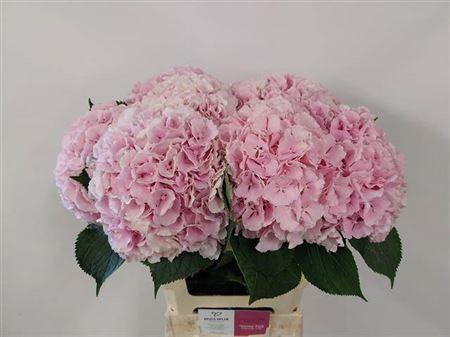 Hydrangea macrophylla 'Verena'