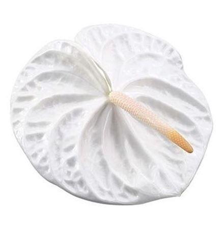 Anthurium Andreanum Grp 'Acropolis'