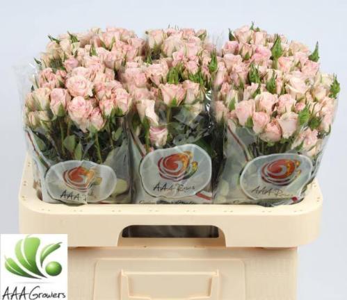 Rosa tros Sweet Porcelina