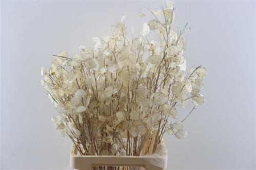 Lunaria annua (groene penning)