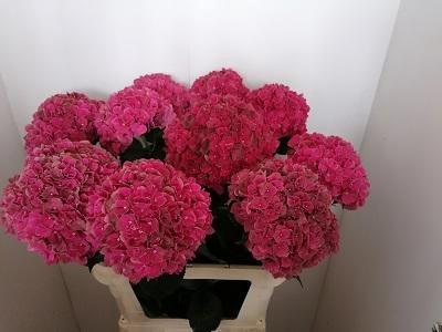 Hydrangea macrophylla Magical Pink Ruby