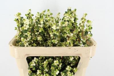 Symphoricarpos Magical Lemon And Lime