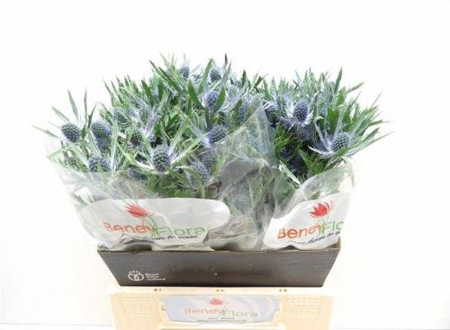 Eryngium Magical Blue Lagoon